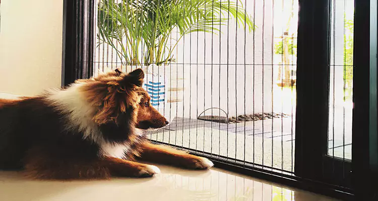 Sliding Screen Pet Door Repair in The Hammocks, FL