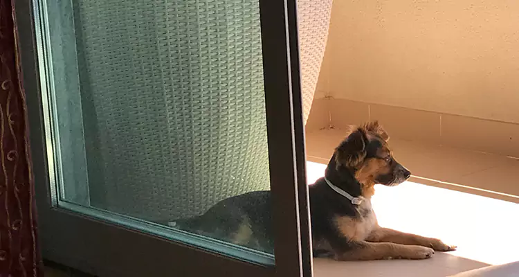 French Door Pet Screen Repair in The Hammocks, FL